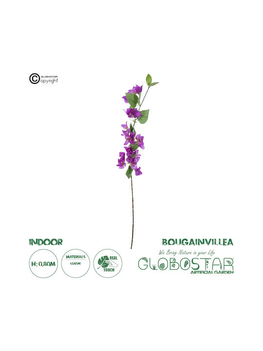 Bougainvillea Lila 80cm in Box GloboStar
