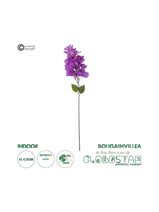 Bougainvillea Lila 80cm in Box GloboStar