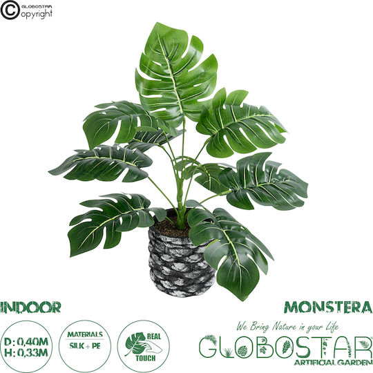 Μονστέρα σε Γλαστράκι 33cm 16τμχ GloboStar