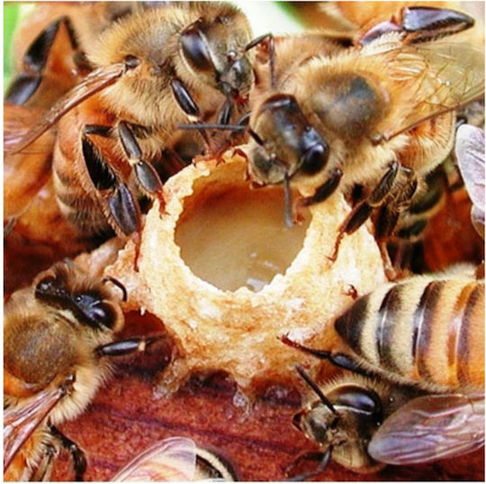 Βασιλικός Πολτός 20g Βιοαγρός Bio Βιοαγρός