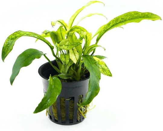 Stoffels Anubias Barteri Var Glabra Variegata