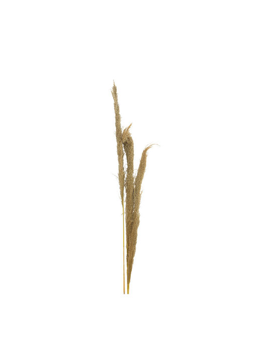 Τεχνητό Διακοσμητικό Κλαδί Pampas grass 3τμχ Inart