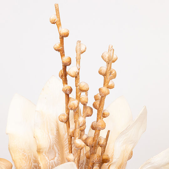 Beige Aloe Beige Aloe