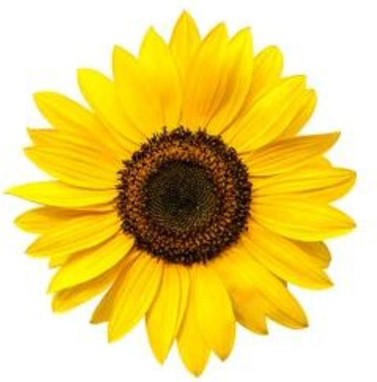 Vio Agros Organic Sunflower Seeds Raw Unsalted 500gr