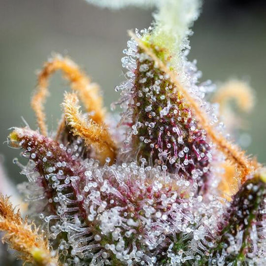 Royal Queen Seeds Watermelon 1 Seed