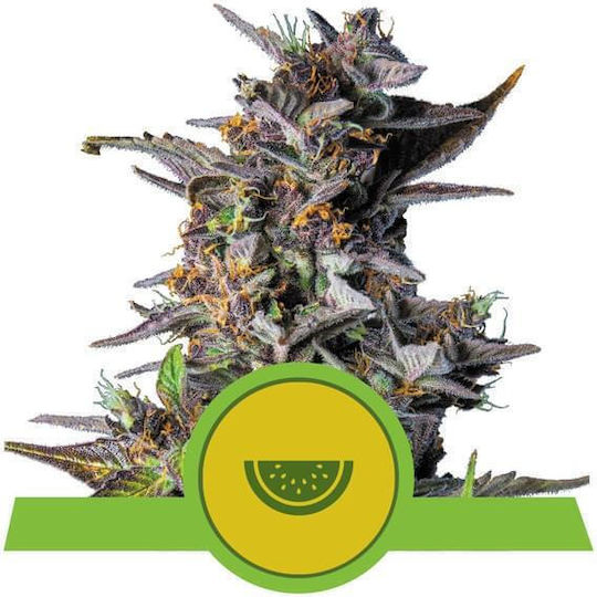 Royal Queen Seeds Watermelon 1 Seed