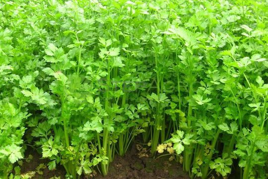 Σπόροι Σέλινο Cutting Ντοπιο 500gr