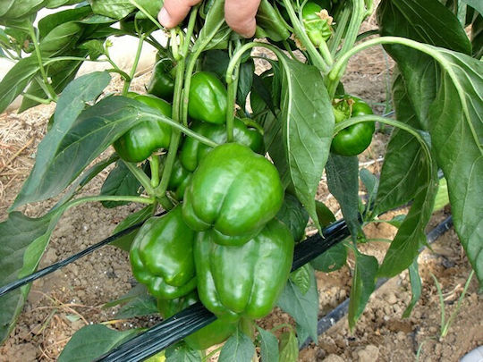 Peppers Seeds Thetis F1 500 Seeds