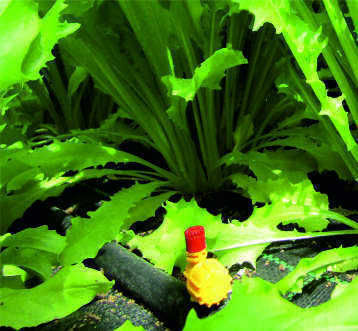 360 Degree Water Micro-Drip Spray Nozzle 10 Pieces