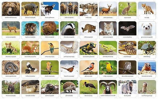 Adamigo Fauna Educational Game Knowledge