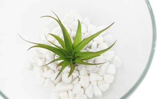 Αερόφυτο Tilandsia Μultiflora Γυάλα Λευκές Πετρούλες