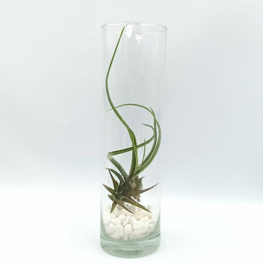 Αερόφυτο Tilandsia Multiflora & Bulbosa Γυάλα Λευκές Πετρούλες
