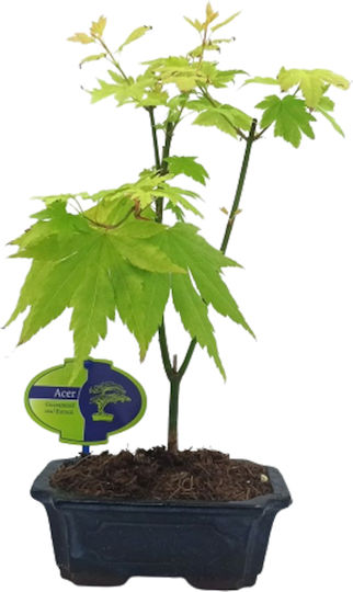 Japanisches Platane Acer Palmatum Orange Dream Ton Blumentopf