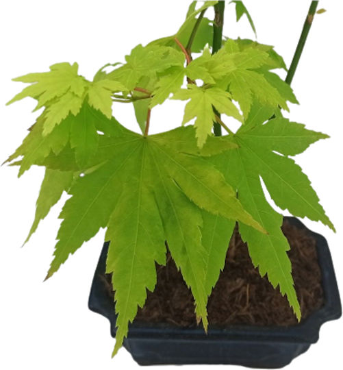 Japanese Plane Tree Acer Palmatum Orange Dream Clay Pot