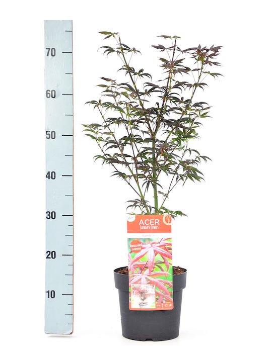 Acer Palmatum Starfish Αστερίας