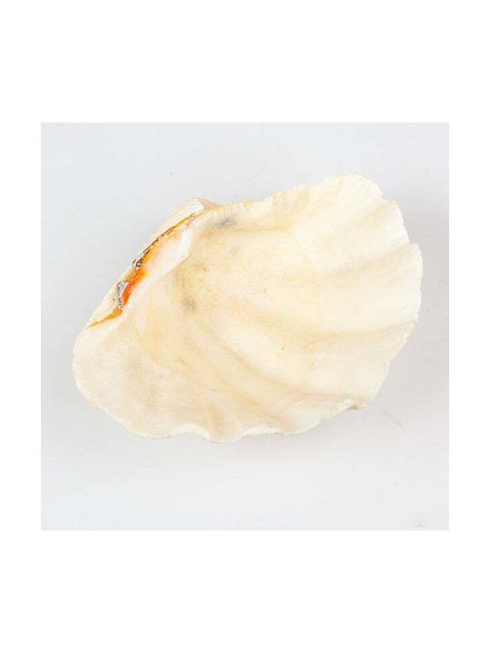 Decorative Shell Mono 7-8" White Seashell