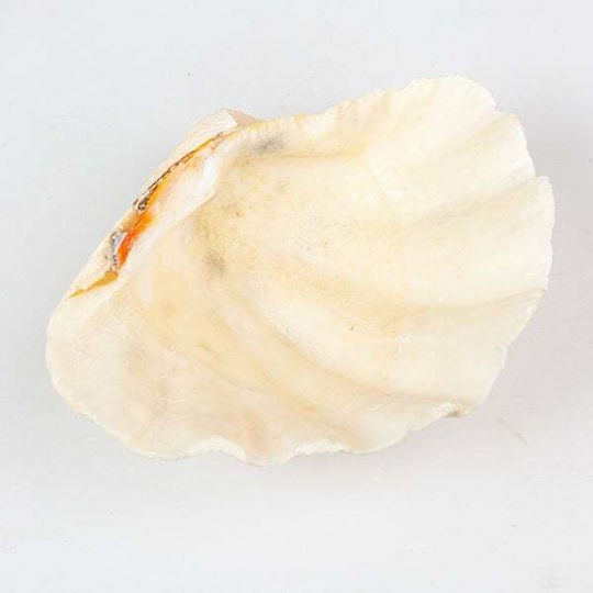 Decorative Shell Mono 7-8" White Seashell