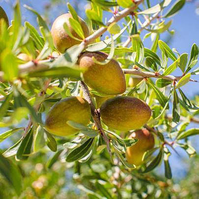 Argan Plant Oil 20 Ml
