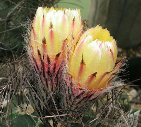 Semințe Cactus 20buc