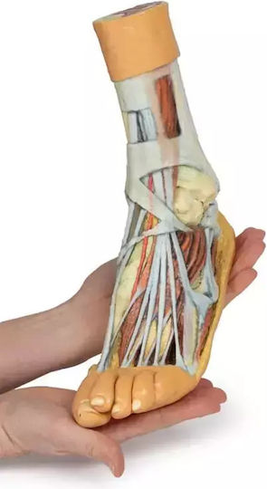 3D Fuß Oberflächliche Tiefe Schnitt Erler Zimmer