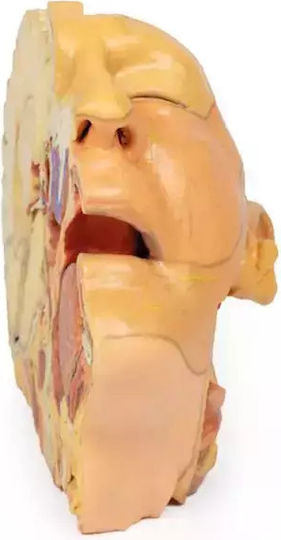 Anatomisches 3D-Model Kopf Hals Erler Zimmer