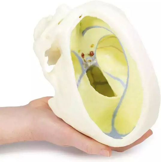 3D Schädel Harte Meningen Erler Zimmer