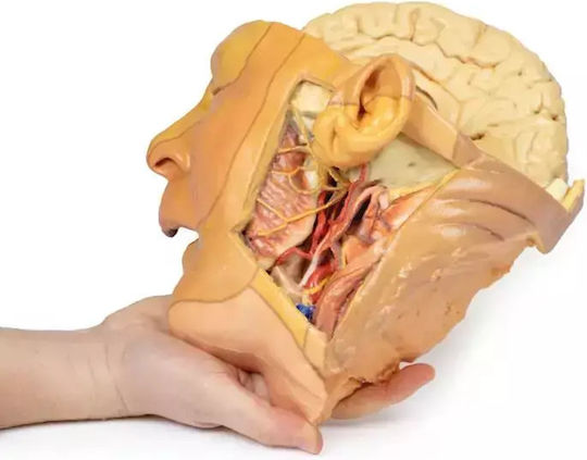 Anatomisches 3D-Model Kopf Hals Erler Zimmer