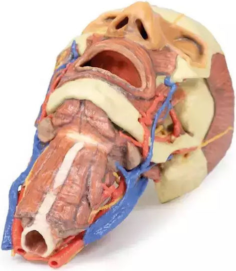 3D Cap Craniu Coloană Vertebrală Cervicală Erler Zimmer