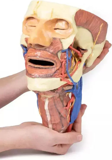 3D Cap Craniu Coloană Vertebrală Cervicală Erler Zimmer