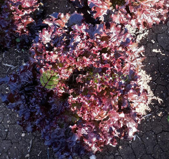 Lettuce Seeds Amboise 5000 Seeds
