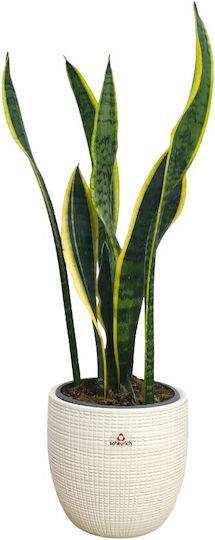 Corteza Plant Pot Ceramic White Corteza Plant Pot Ceramic White