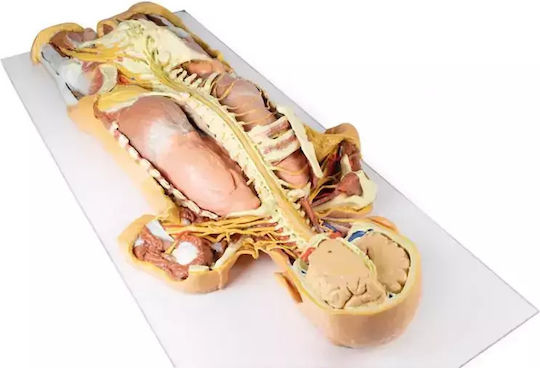3D Schnitt Des Nervensystems Rückansicht Erler Zimmer