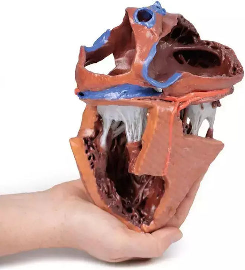 Anatomy Manikin Heart Internal Structures 3D Erler Zimmer
