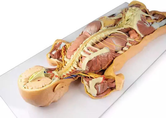 3D Schnitt Des Nervensystems Rückansicht Erler Zimmer