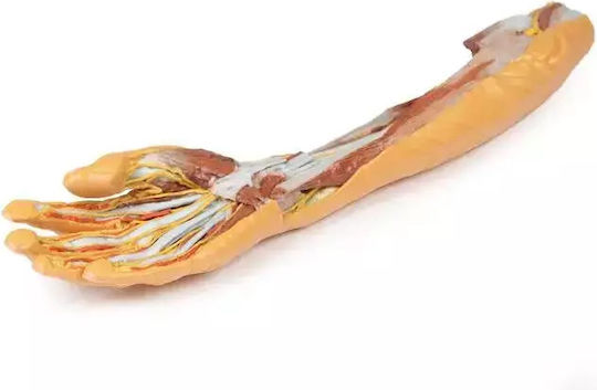 3d Πήχης Χέρι Επιφανειακή Βαθιά Διατομή​ Erler Zimmer