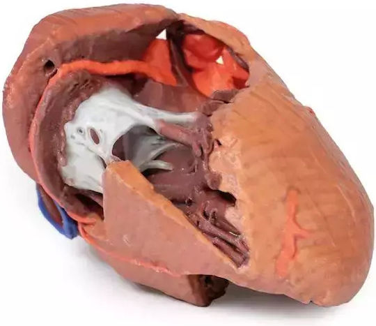 Anatomy Manikin Heart Internal Structures 3D Erler Zimmer