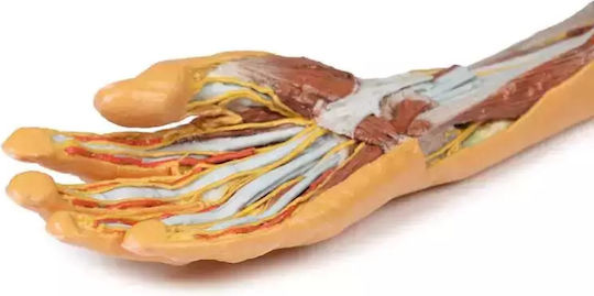 3d Πήχης Χέρι Επιφανειακή Βαθιά Διατομή​ Erler Zimmer