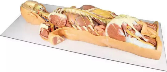 3D Schnitt Des Nervensystems Rückansicht Erler Zimmer