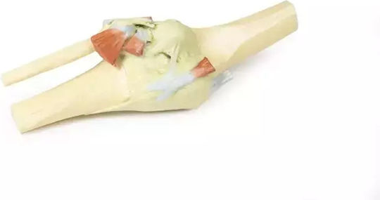 3D Articulație Genunchi Extensie Erler Zimmer