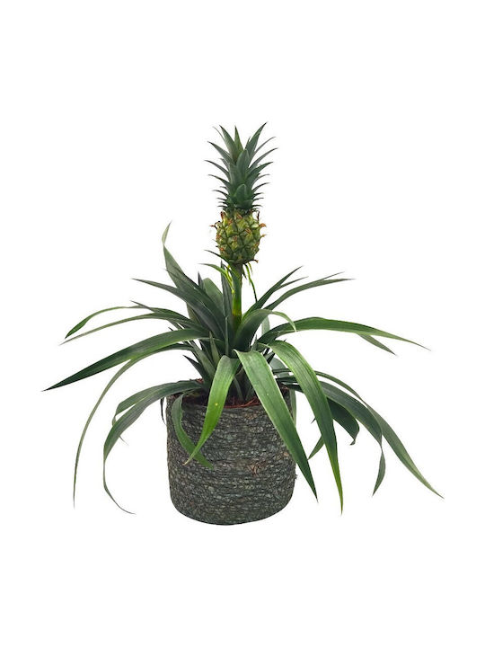 Planter Wicker Green