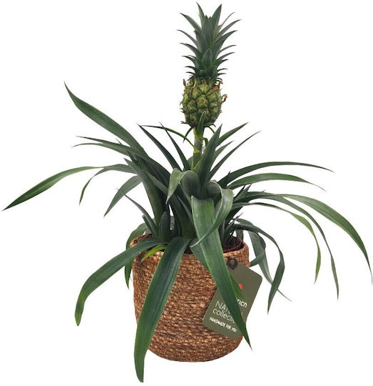 Sea Grass Nut P13 Plant Pot Wicker Multicolour Sea Grass Nut P13 Plant Pot Wicker Multicolour