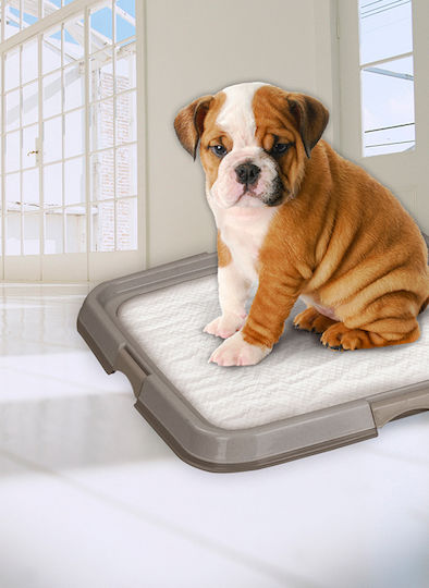 Pawise Pee Pad Tray Pampers pentru câini 60x60cm - 60cm 1buc
