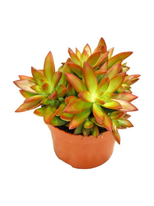 Sedum Firestorm 10,5cm