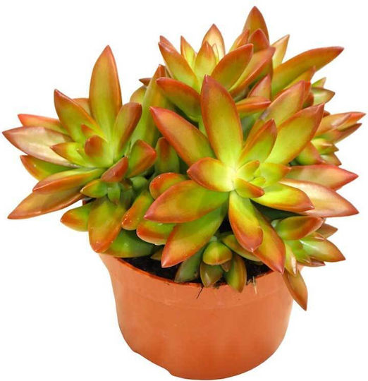 Sedum Firestorm 10.5cm