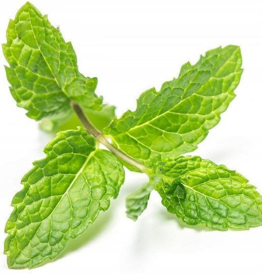 Cosnature Lacer Children's Toothpaste for 6+ Years with Bay Leaf Mint Flavor 75ml