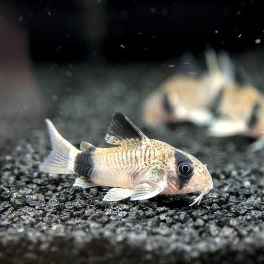 Corydoras Panda Panda Cory 2.5 Cm
