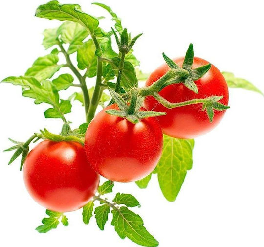 Click and Grow Семена Доматиς