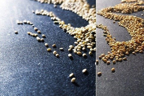 Toraf Gemüsesamen Gurke Hela F1 5g Packung