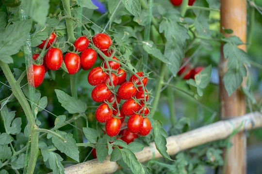 Toraf Зеленчукови Семена Bajaja Череша Домати 0.3г Опаковка