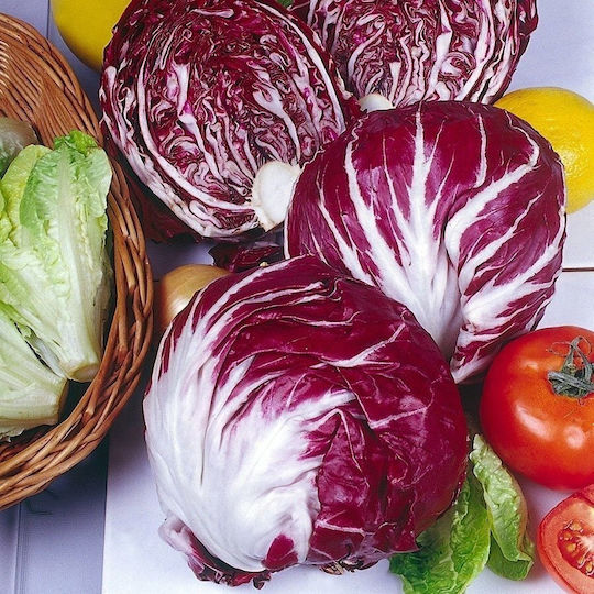 Toraf Vegetable Seeds Palla Rossa 3 Chicory Lettuce 5g Pack